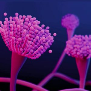 Antifungal-Agents-430-px-1-1-300x300